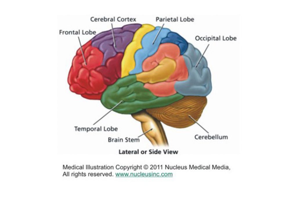 Brain Diagram - Cliparts.co