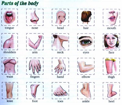 Parts Of The Body - Cliparts.co