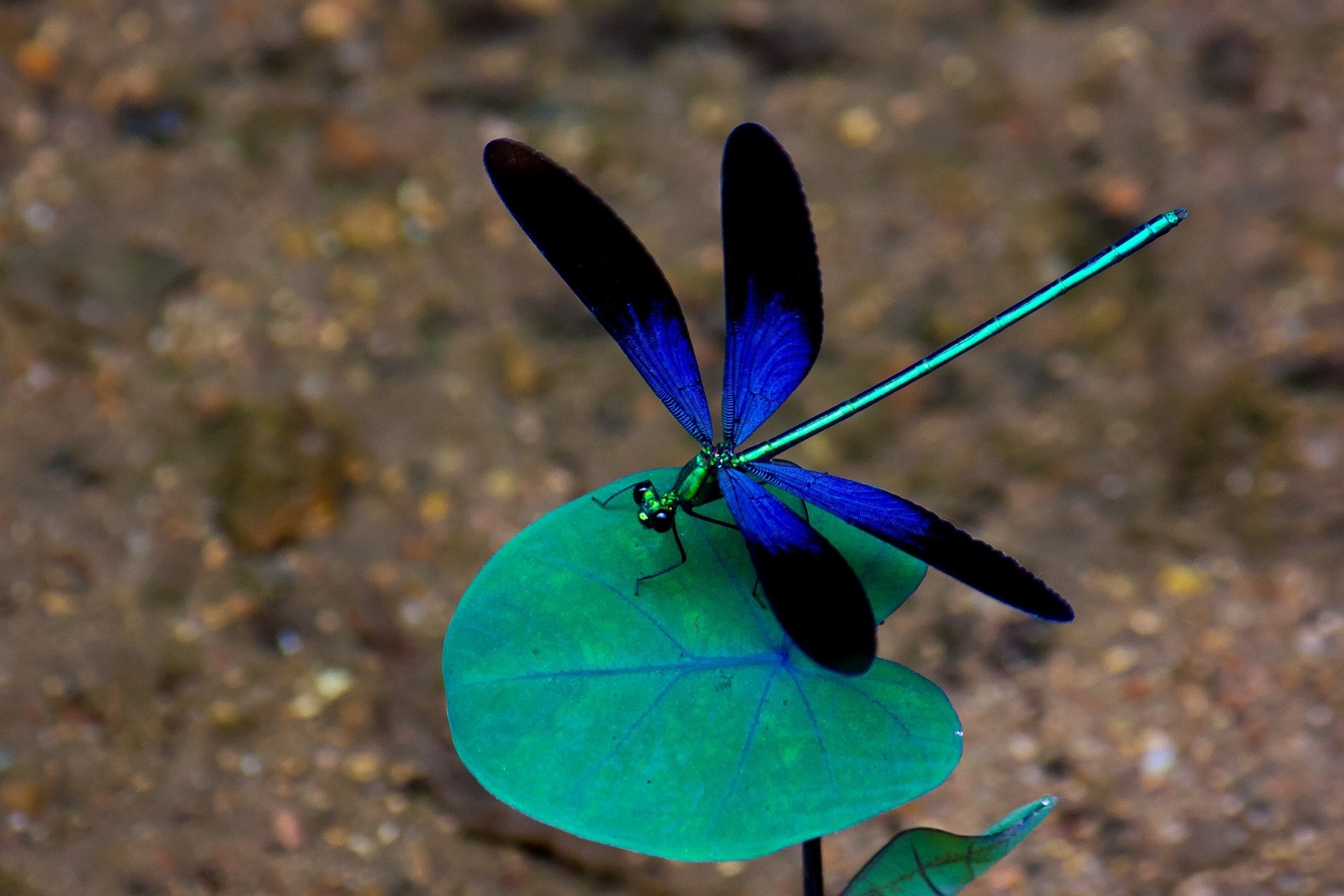 Blue Dragonfly (id: 1000221) - screenlicious.com