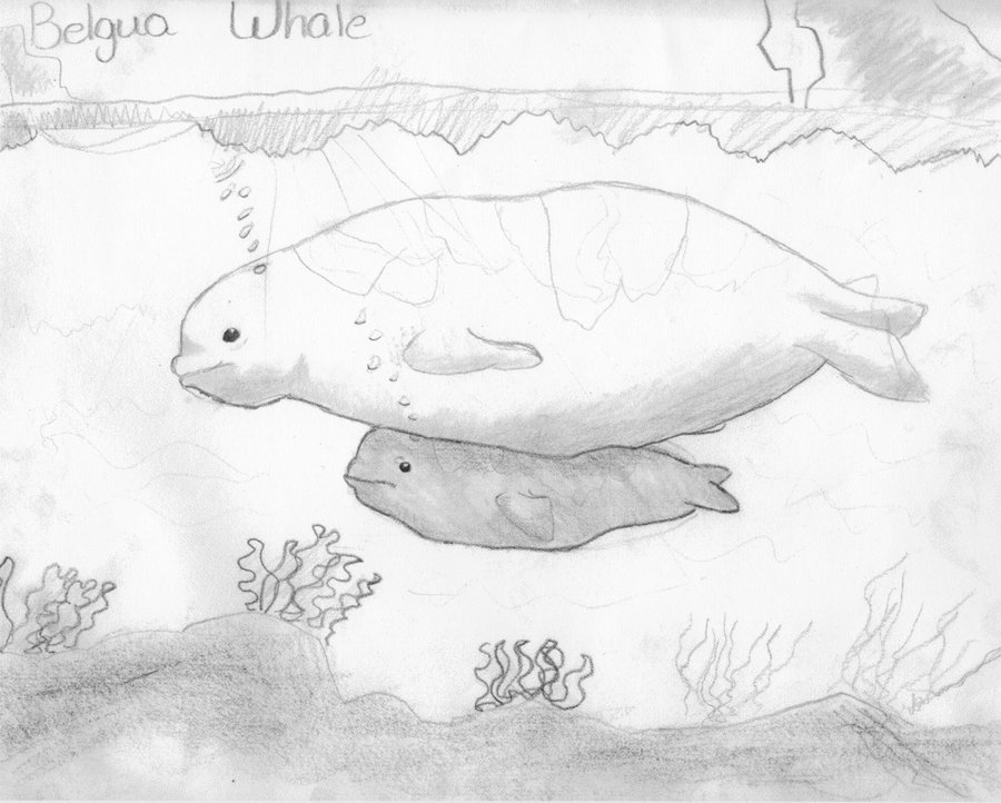 Beluga Whale Drawing.