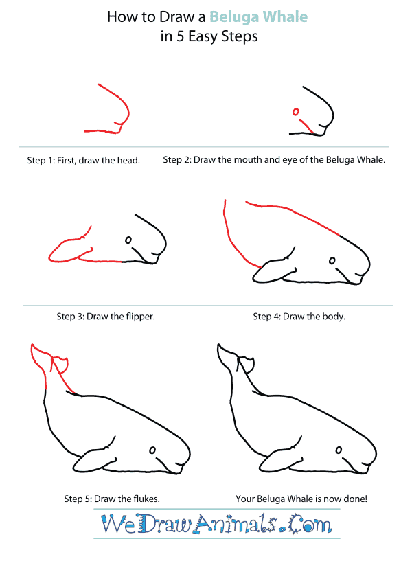 beluga-whale-tutorial.png