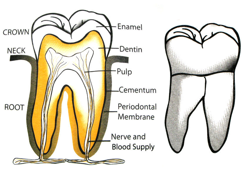 Tooth