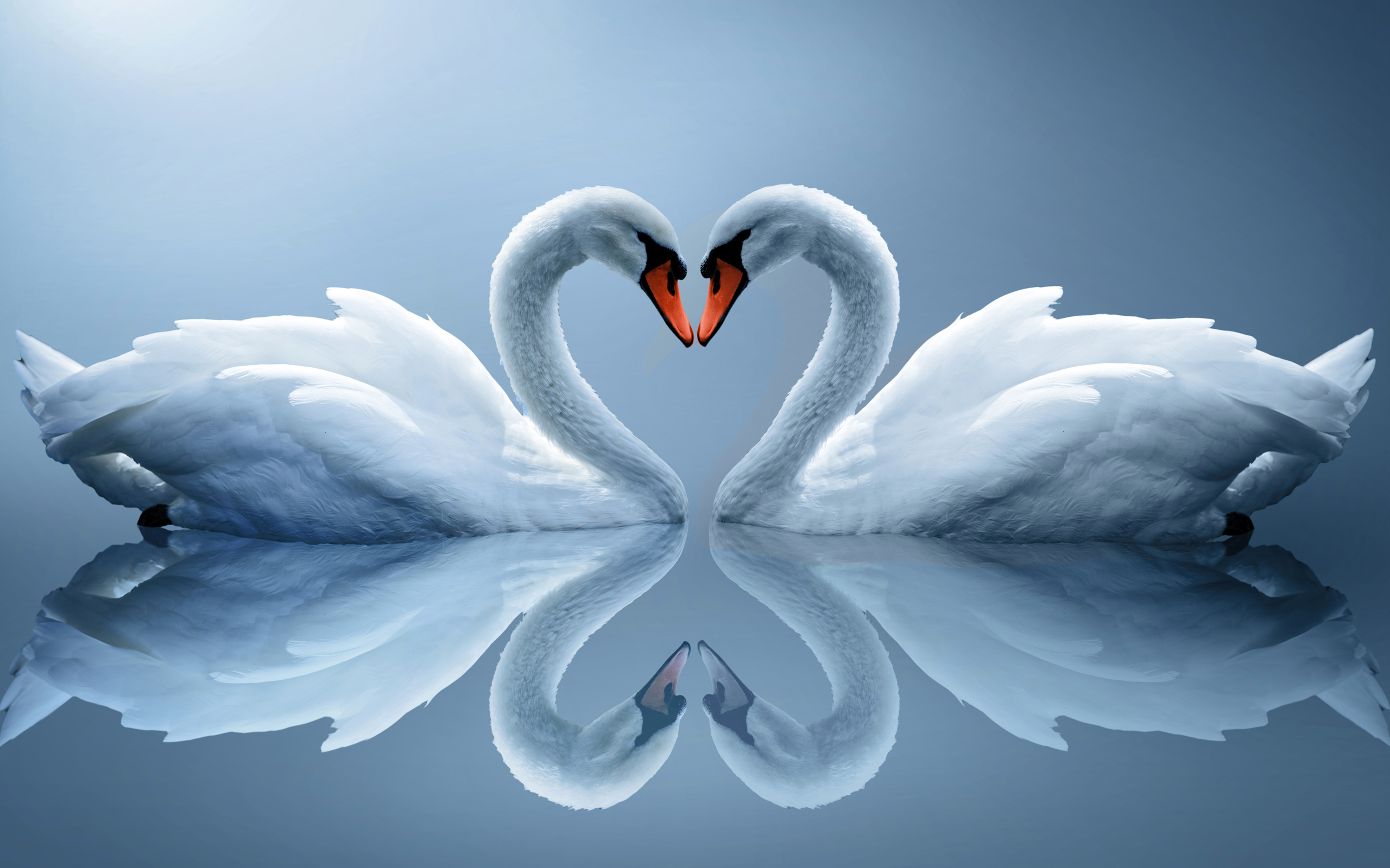 Swan Love Heart #7004700