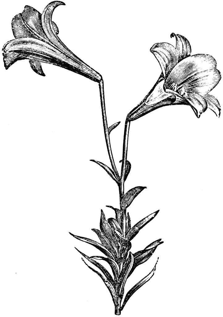 Flowers of Lilium Longiflorum | ClipArt ETC