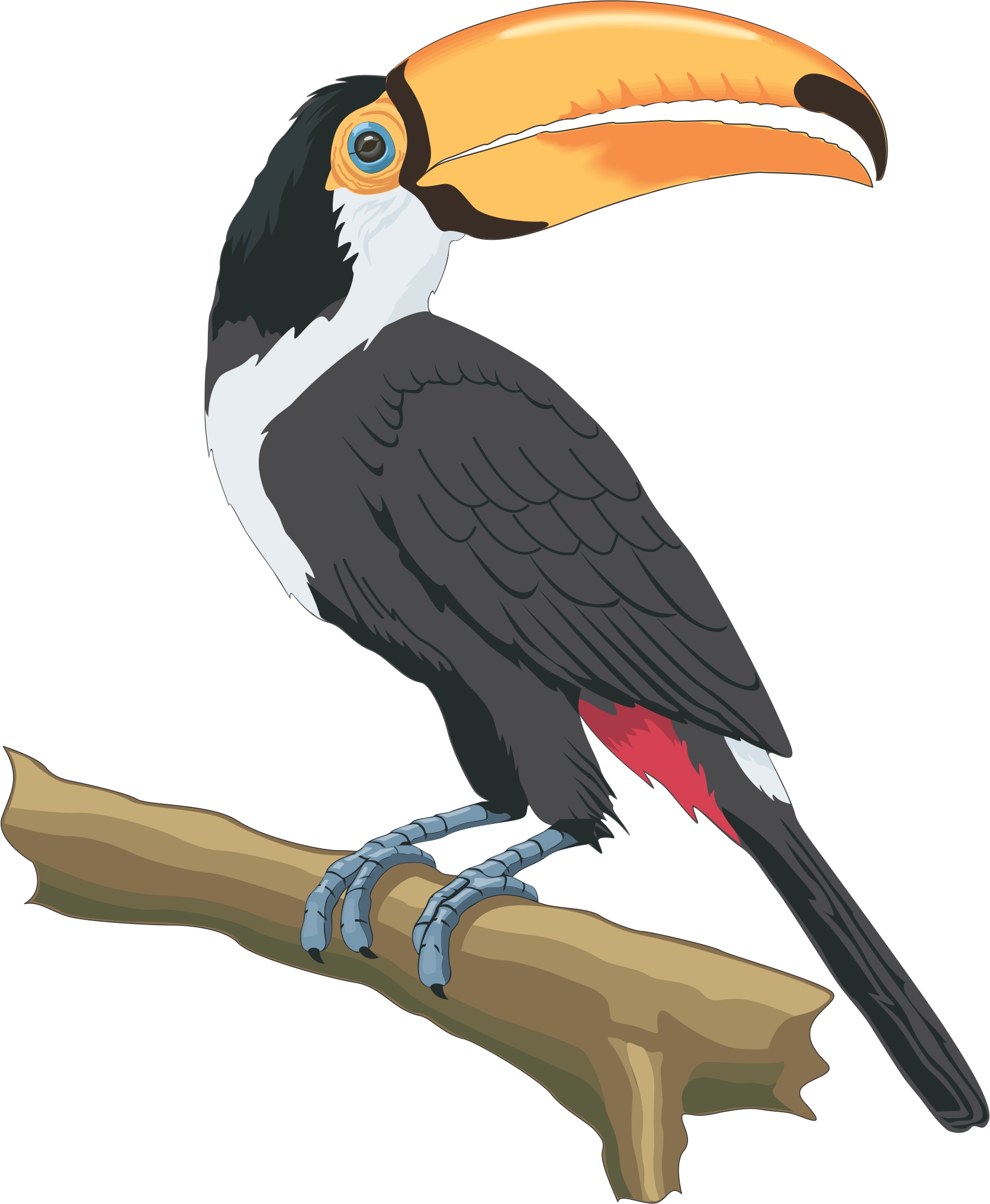 Cartoon Toucan Pictures - Cliparts.co