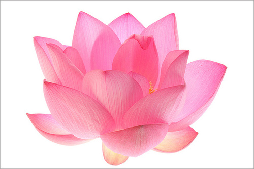 Hey Fran Hey • cindyluewho: Lotus Flower: grows in muddy water...