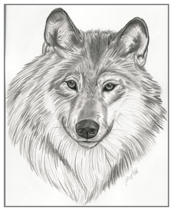 Drawings (Animals) On Behance - Cliparts.co