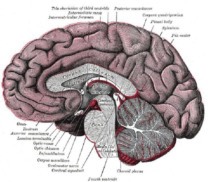 Definitions of Human Brain Components