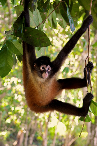 Spider monkey hanging out | Flickr - Photo Sharing!