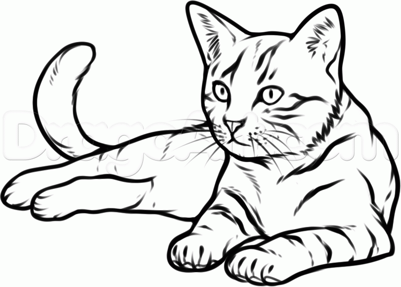 how to draw a cat | ritbilder | Pinterest