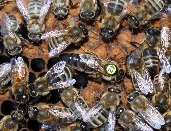 Queen Bee Identification | Bee Informed Partnership