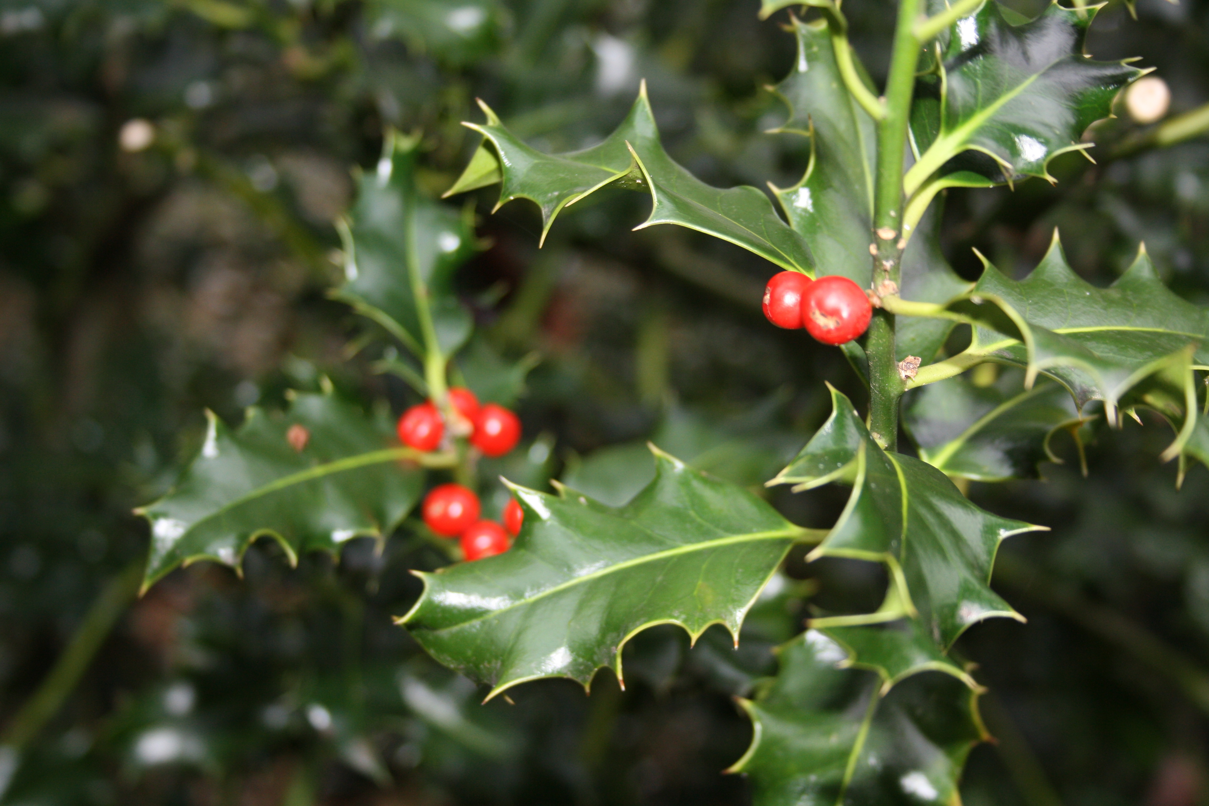 Christmas Holly | The Prior Park Landscape Garden Blog