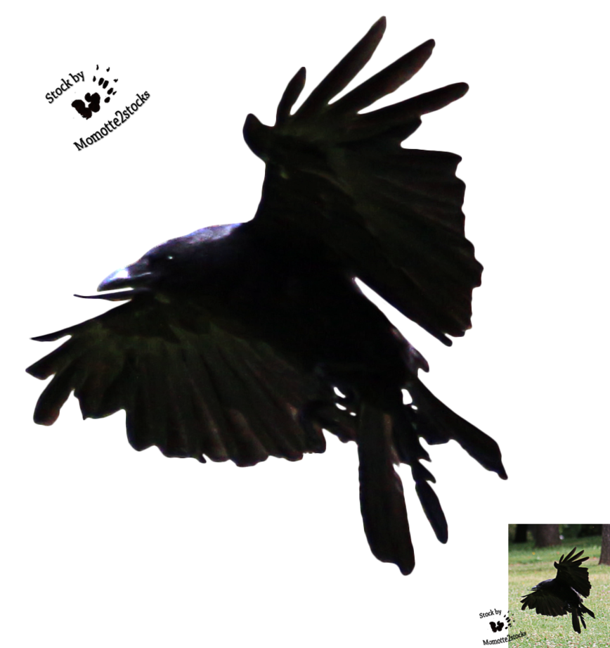 DeviantArt: More Artists Like Cut-out stock PNG 70 - flying crow ...