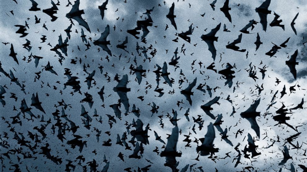Wind Turbines Kill Thousands of Bats Every Day - ABC News