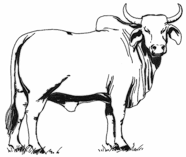 Cow 3 Clip Art Download