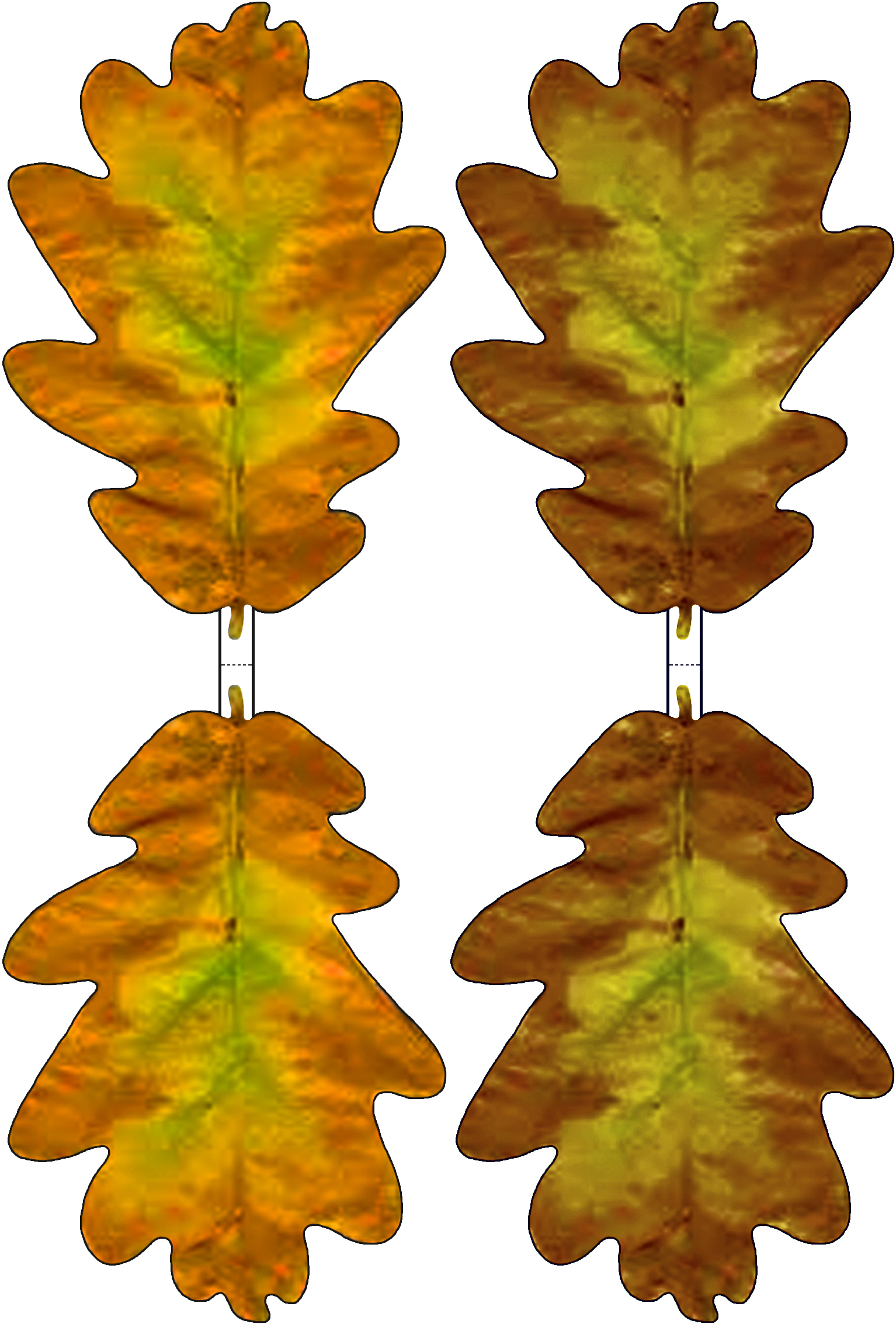 Images Of Oak Leaves - ClipArt Best