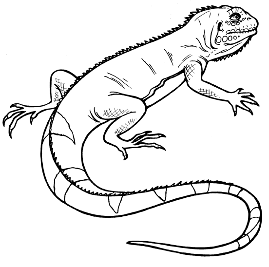 Lizard Clipart Black And White | Clipart Panda - Free Clipart Images