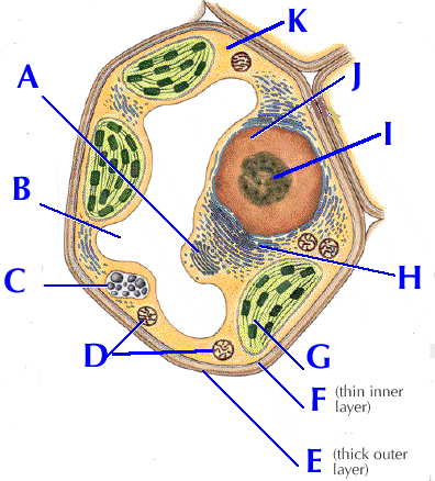 Simple Animal Cell Diagram - ClipArt Best