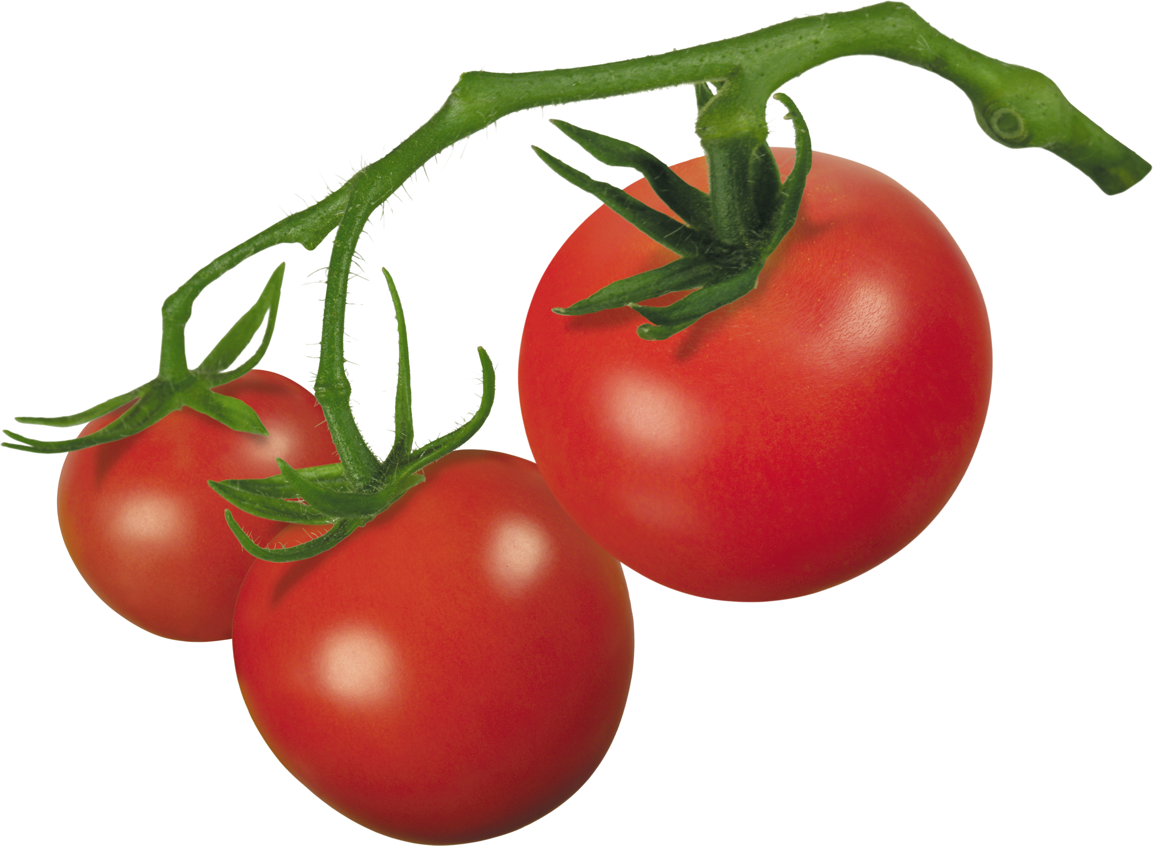 Images For > Tomato Clipart