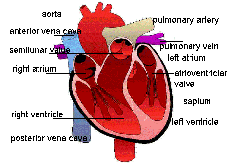 blank heart diagram blood flow | Maria Lombardic
