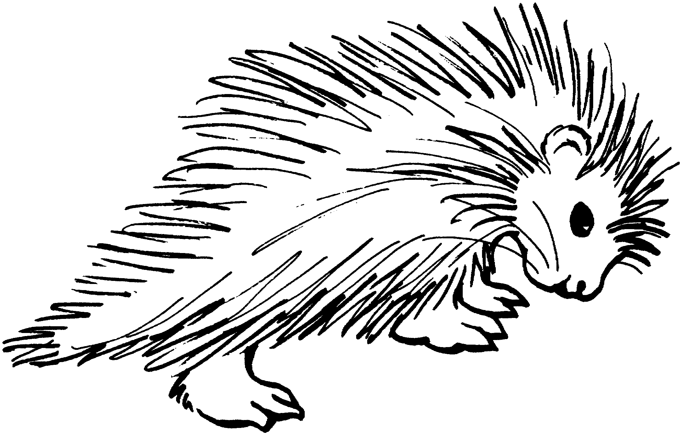 Images For > Clipart Porcupine