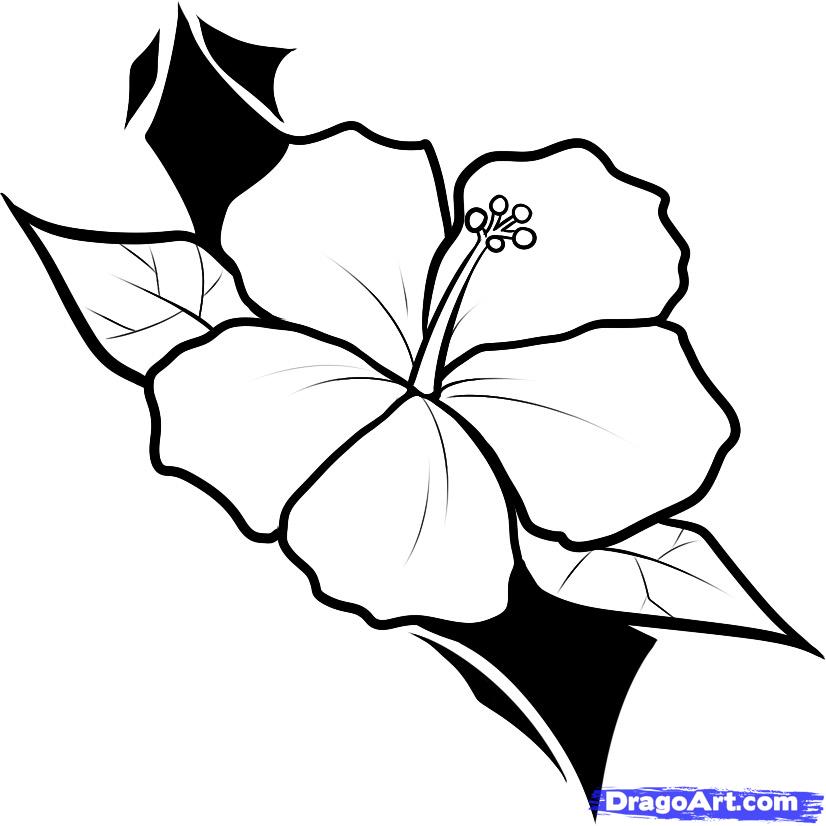 Pix For > Samoan Flower Drawing