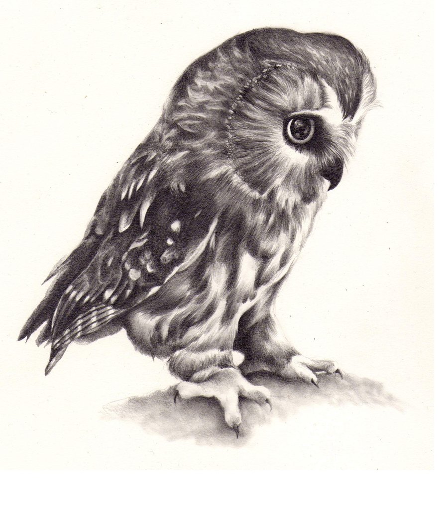 Cool Owl Drawings Gallery Cliparts.co