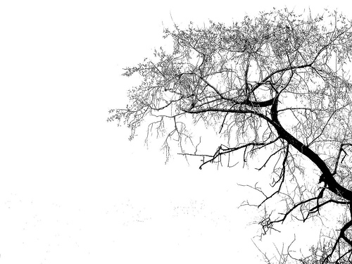 Tree Silhouette | Flickr - Photo Sharing!