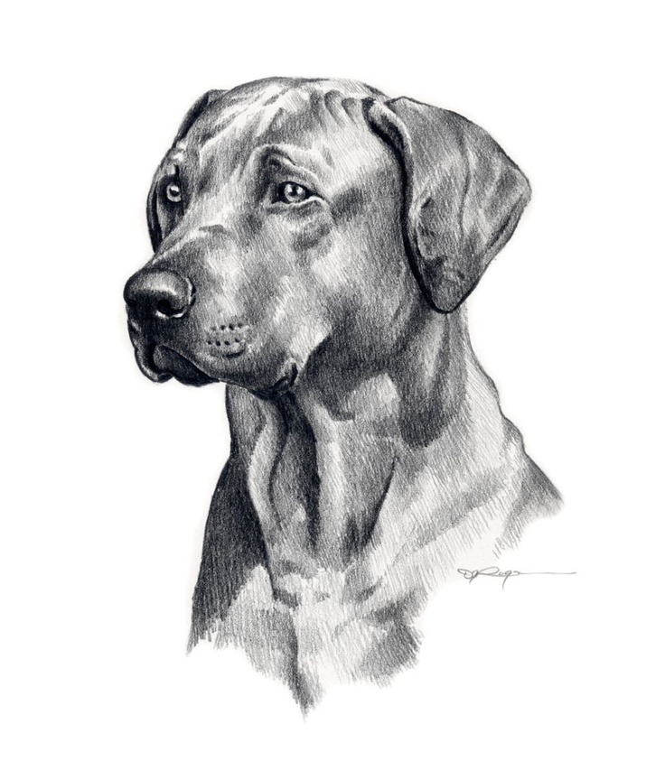 dog drawing | Cool Dog Art | Pinterest