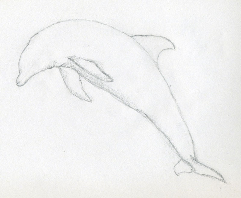 Draw a dolphin ~ Jus 4 kidz