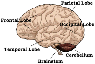 brain-diagram-02.png