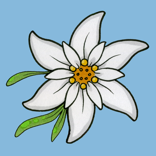 Featured image of post Tattoo Edelweiss Drawing Made in attention to detail these tattoos