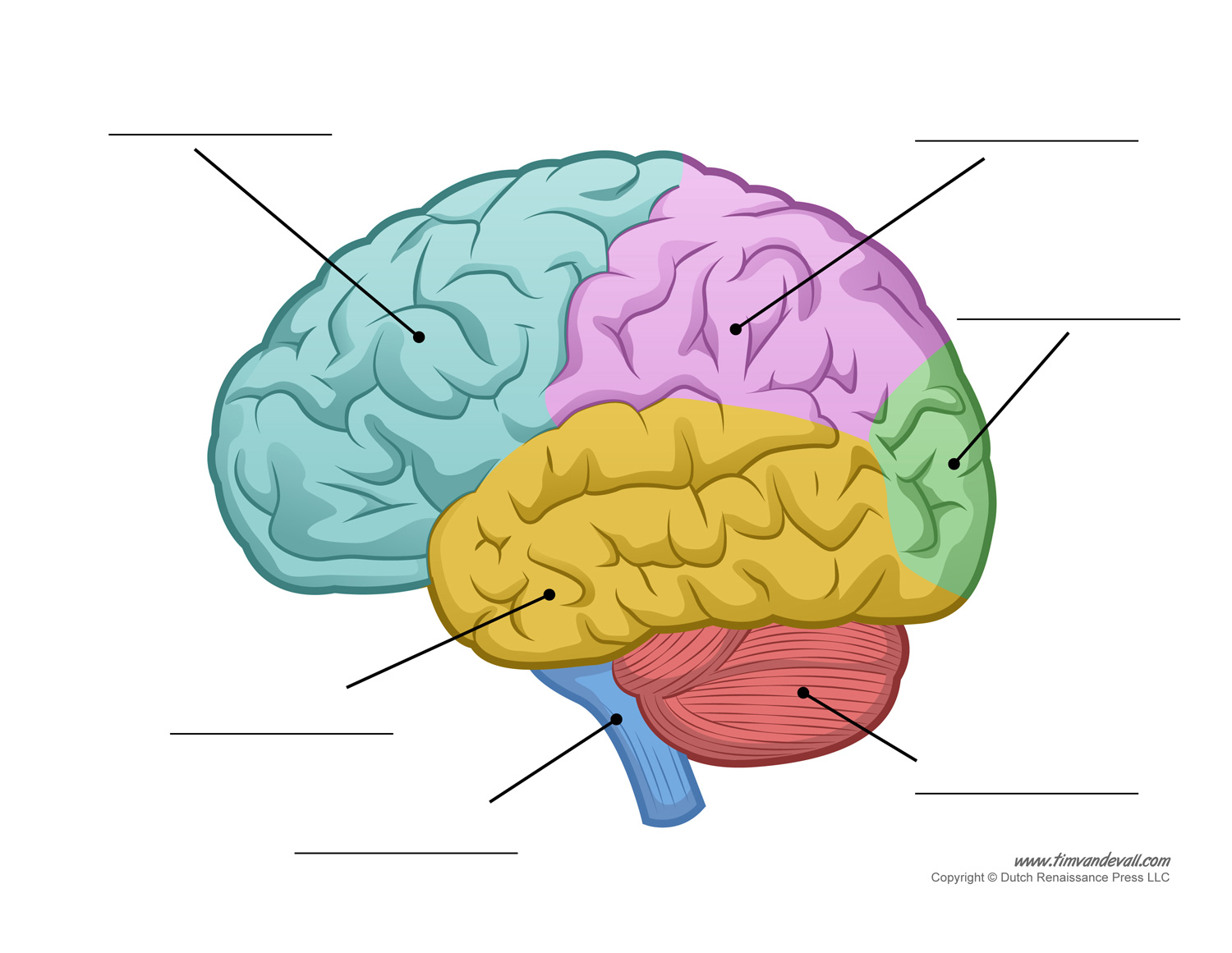 parts-of-the-human-brain.jpg