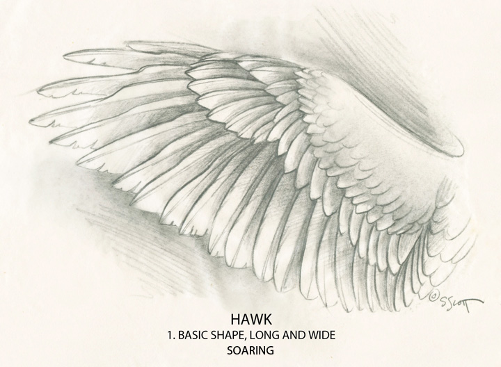Hawk Wings Drawing - Gallery