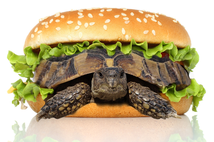Turtle | Inhabitat - Sustainable Design Innovation, Eco ...