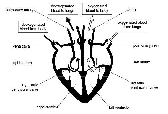 Anatomy and Physiology of Animals/Cardiovascular System/The Heart ...