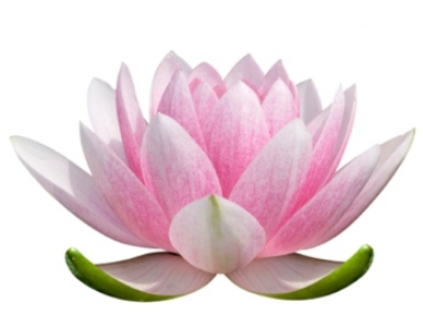 Lotus Flower Drawing - Cliparts.co