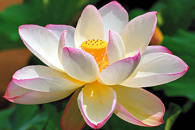 The Divine Lotus Flower