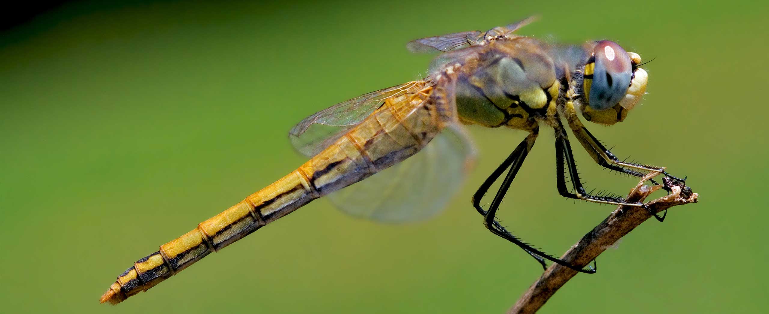 The Meaning of a Dragonfly: What Does a Dragonfly Symbolize?