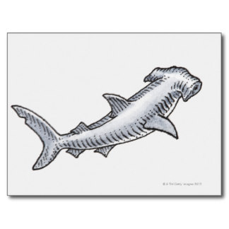 Hammerhead Shark Postcards & Postcard Template Designs | Zazzle