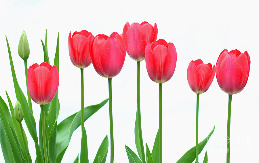 Line Of Tulips by Steve Augustin - Line Of Tulips Photograph ...