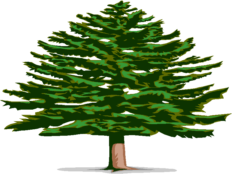 clip art pine tree - photo #21