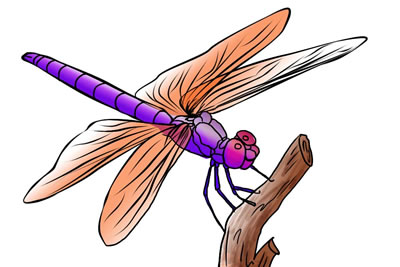 50 FREE Dragonfly Clip Art 4