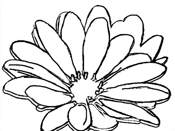 Daisy Flower Outline Coloring Page - Free & Printable Coloring ...