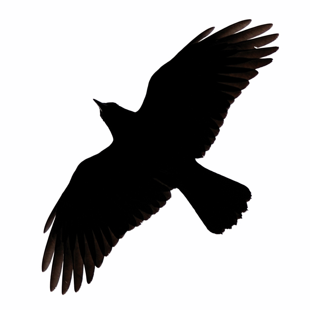Pix For > Flying Raven Silhouette Clip Art