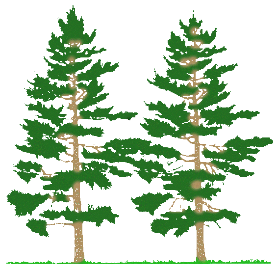 Pine Tree Clip Art Silhouette Download Page – All About Trees ...