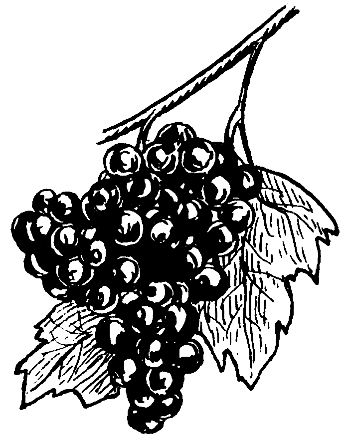 File:Grape J-734a (PSF).png - Wikimedia Commons