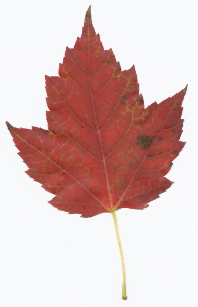 red maple leaf fall | National Railroad Contractors Association