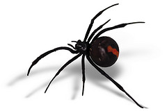The World's Best Photos of redback and spider - Flickr Hive Mind
