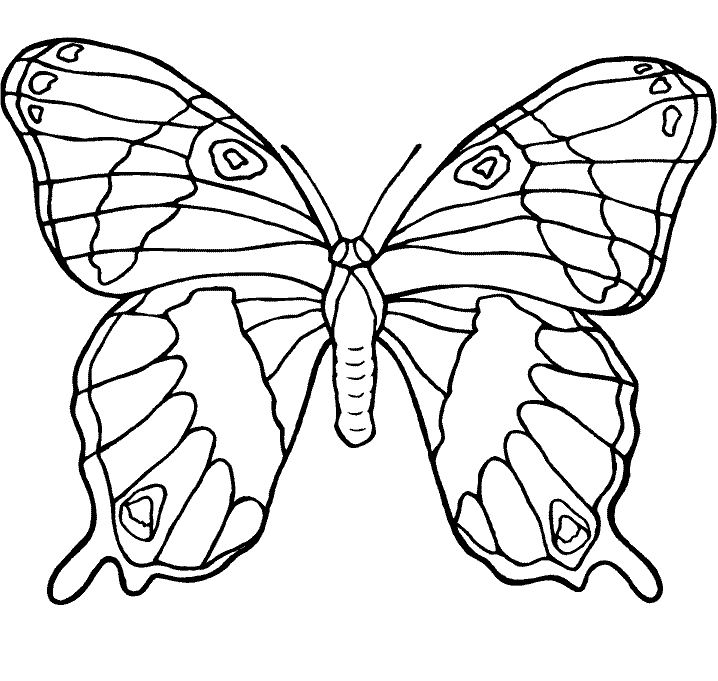 Beautiful Butterfly Colouring Pages 112